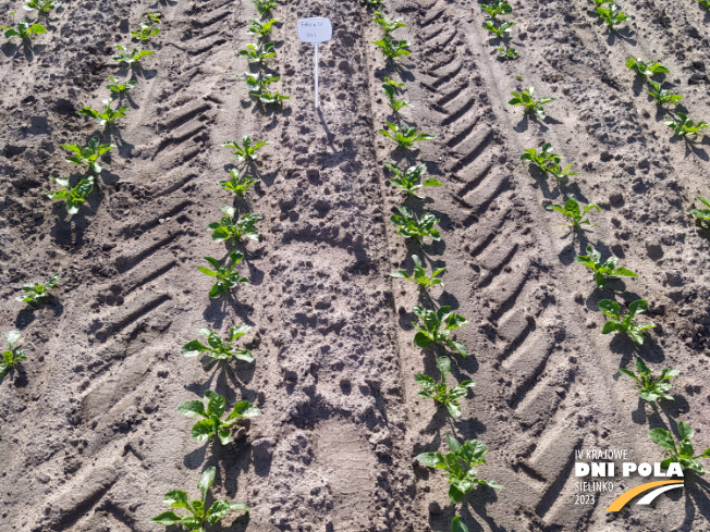 Zdjęcie 2. buraka cukrowego FRONTA z DLF Beet Seed na polu demonstracyjnym w Sielinku 22.05.2023