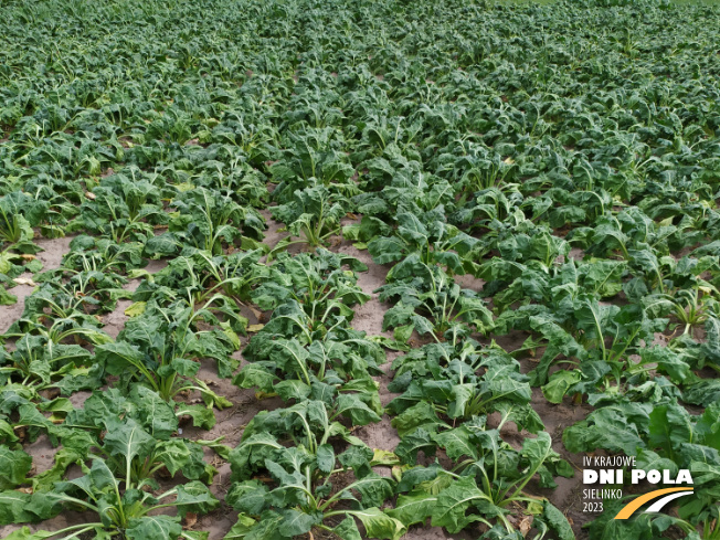 Zdjęcie 1. buraka cukrowego SPECTRA z Maribo Seed na polu demonstracyjnym w Sielinku 04.07.2023