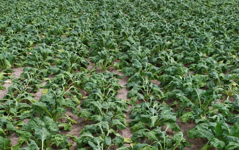 Zdjęcie buraka cukrowego SPECTRA z Maribo Seed na polu demonstracyjnym w Sielinku 04.07.2023