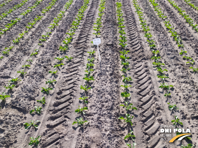 Zdjęcie 1. buraka cukrowego SPECTRA z Maribo Seed na polu demonstracyjnym w Sielinku 22.05.2023