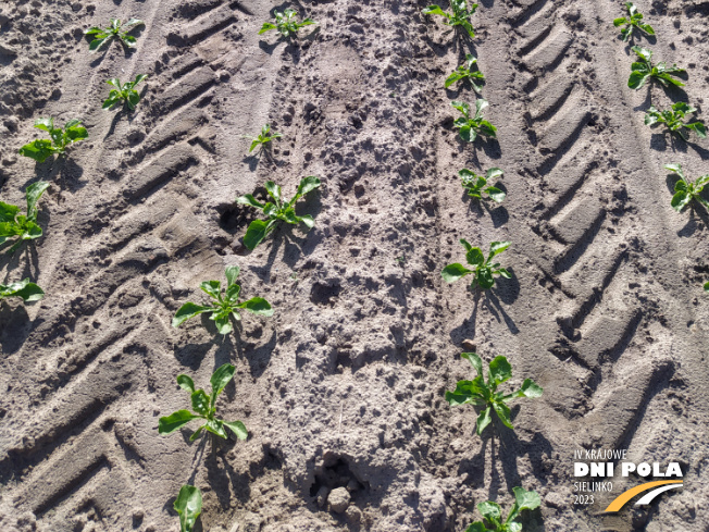 Zdjęcie 3. buraka cukrowego SPECTRA z Maribo Seed na polu demonstracyjnym w Sielinku 22.05.2023