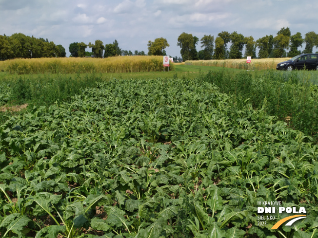 Zdjęcie 1. buraka cukrowego SYSTEM UPRAWY ROLI - STRIP-TILL z Uniwersytetu Przyrodniczego w Poznaniu na polu demonstracyjnym w Sielinku 04.07.2023