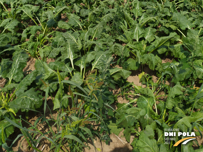 Zdjęcie 3. buraka cukrowego SYSTEM UPRAWY ROLI - STRIP-TILL z Uniwersytetu Przyrodniczego w Poznaniu na polu demonstracyjnym w Sielinku 04.07.2023