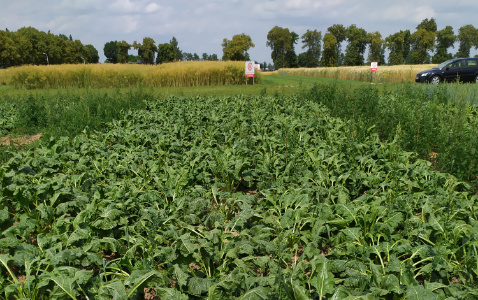 Zdjęcie buraka cukrowego SYSTEM UPRAWY ROLI - STRIP-TILL z Uniwersytetu Przyrodniczego w Poznaniu na polu demonstracyjnym w Sielinku 04.07.2023