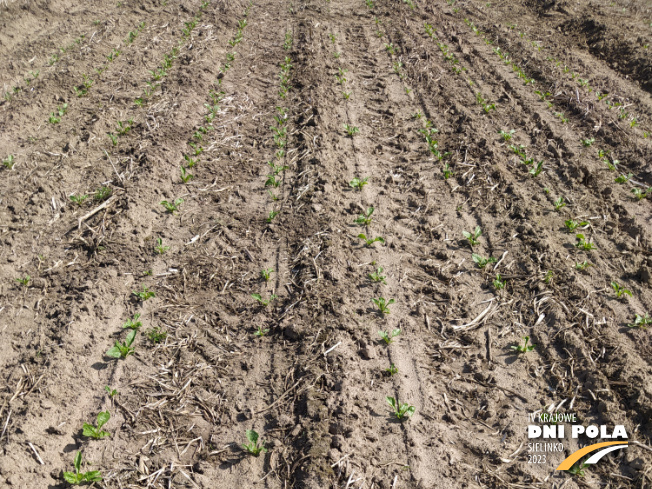 Zdjęcie 1. buraka cukrowego SYSTEM UPRAWY ROLI - STRIP-TILL z Uniwersytetu Przyrodniczego w Poznaniu na polu demonstracyjnym w Sielinku 22.05.2023