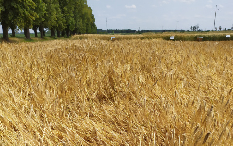 Zdjęcie jęczmienia ozimego PARADIES z AGROCHEST na polu demonstracyjnym w Sielinku 04.07.2023