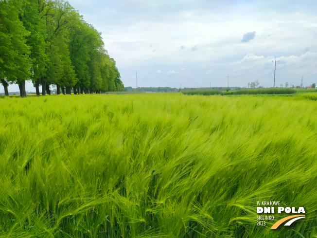 Zdjęcie 1. jęczmienia ozimego PARADIES z AGROCHEST na polu demonstracyjnym w Sielinku 19.05.2023