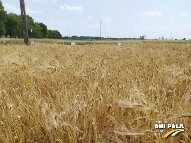 Zdjęcie 1. jęczmienia ozimego TAJFUN z Hodowli Roślin STRZELCE na polu demonstracyjnym w Sielinku 04.07.2023