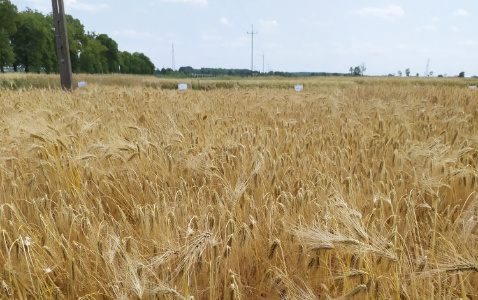 Zdjęcie jęczmienia ozimego TAJFUN z Hodowli Roślin STRZELCE na polu demonstracyjnym w Sielinku 04.07.2023