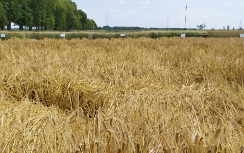 Zdjęcie jęczmienia ozimego KWS FLEMMING z KWS POLSKA na polu demonstracyjnym w Sielinku 04.07.2023