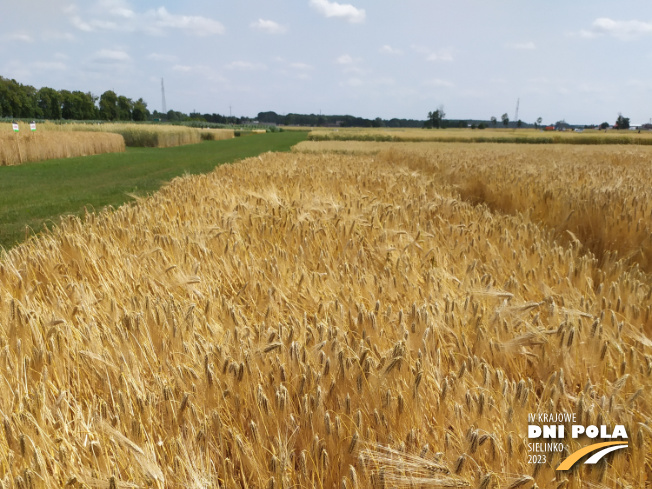 Zdjęcie 1. jęczmienia ozimego JAKUBUS (LOZ) z Saaten-Union na polu demonstracyjnym w Sielinku 04.07.2023