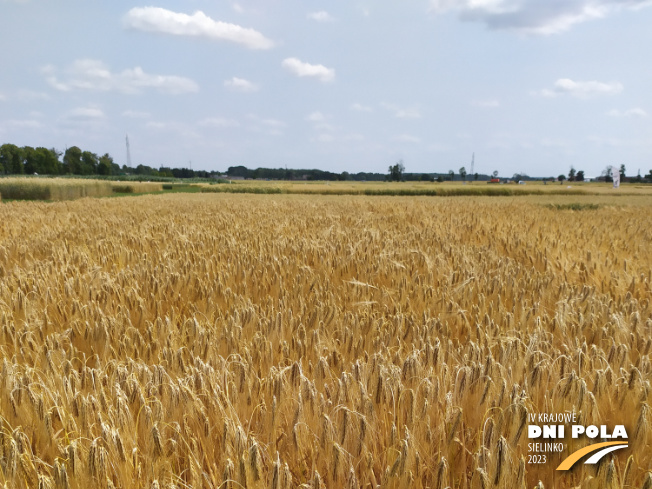 Zdjęcie 1. jęczmienia ozimego MIRABELLE (LOZ) z Saaten-Union na polu demonstracyjnym w Sielinku 04.07.2023