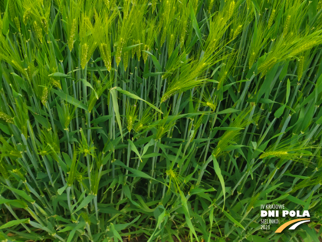 Zdjęcie 3. jęczmienia ozimego SY DAKOOTA F1 z Syngenta na polu demonstracyjnym w Sielinku 19.05.2023