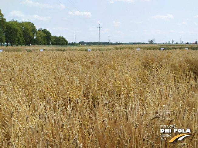 Zdjęcie 1. jęczmienia ozimego SY GALILEOO F1 z Syngenta na polu demonstracyjnym w Sielinku 04.07.2023