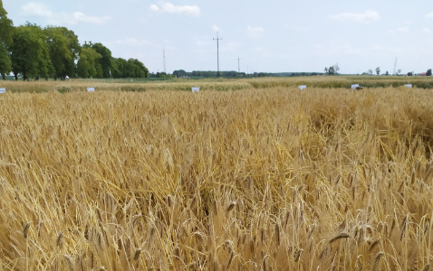 Zdjęcie jęczmienia ozimego SY GALILEOO F1 z Syngenta na polu demonstracyjnym w Sielinku 04.07.2023