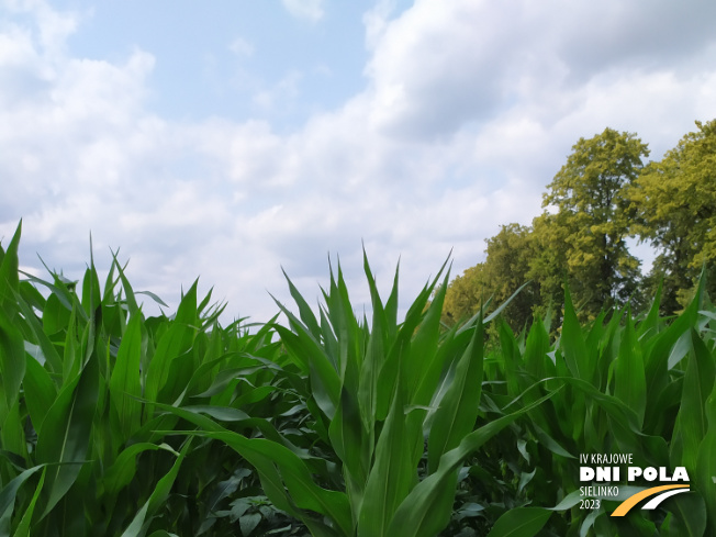 Zdjęcie 1. kukurydzy DKC 3400 z AGROCHEST na polu demonstracyjnym w Sielinku 04.07.2023