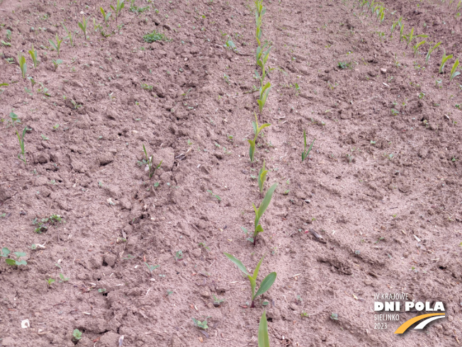 Zdjęcie 1. kukurydzy LG 31.205 z AGROCHEST na polu demonstracyjnym w Sielinku 19.05.2023