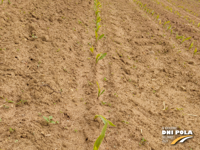 Zdjęcie 1. kukurydzy VARSOVIA z AGROCHEST na polu demonstracyjnym w Sielinku 19.05.2023