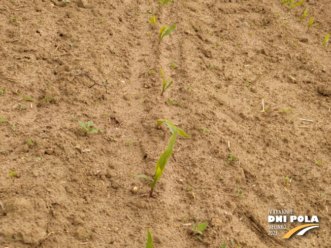 Zdjęcie 2. kukurydzy VARSOVIA z AGROCHEST na polu demonstracyjnym w Sielinku 19.05.2023