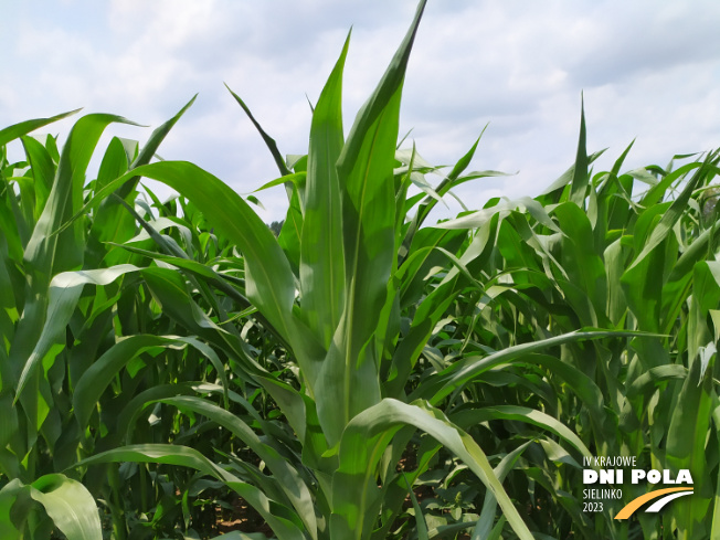 Zdjęcie 1. kukurydzy DKC 2972 z DEKALB na polu demonstracyjnym w Sielinku 04.07.2023