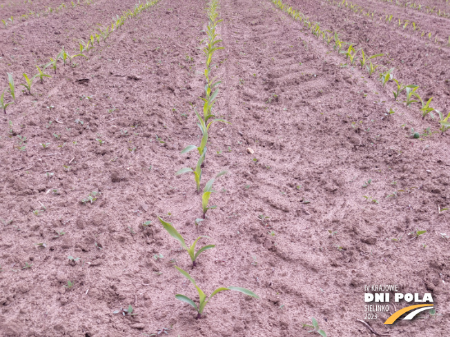 Zdjęcie 1. kukurydzy DKC 3595 z DEKALB na polu demonstracyjnym w Sielinku 19.05.2023