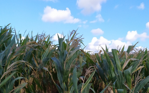 Zdjęcie kukurydzy DKC 3609 z DEKALB na polu demonstracyjnym w Sielinku 17.10.2023