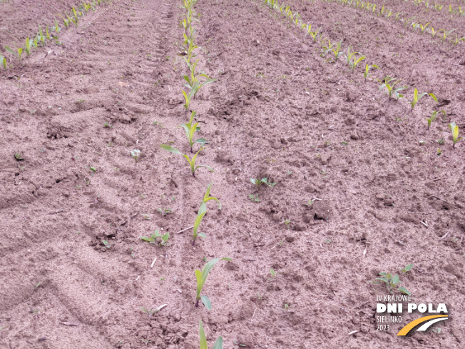 Zdjęcie 1. kukurydzy Farmirage z FARMSAAT na polu demonstracyjnym w Sielinku 19.05.2023