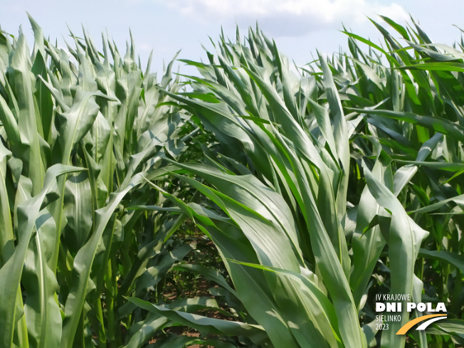 Zdjęcie 1. kukurydzy ES INVENTIVE z LIDEA Seeds na polu demonstracyjnym w Sielinku 04.07.2023