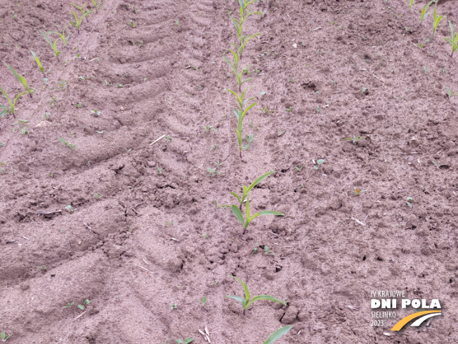 Zdjęcie 1. kukurydzy ESZ21315 z LIDEA Seeds na polu demonstracyjnym w Sielinku 19.05.2023