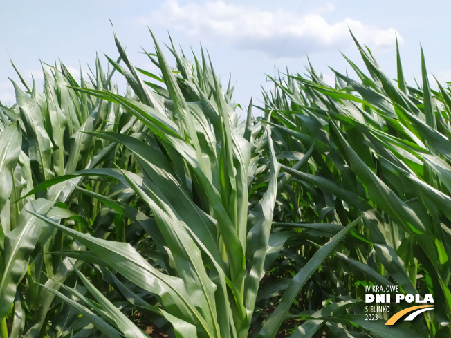 Zdjęcie 1. kukurydzy LID 1015C z LIDEA Seeds na polu demonstracyjnym w Sielinku 04.07.2023