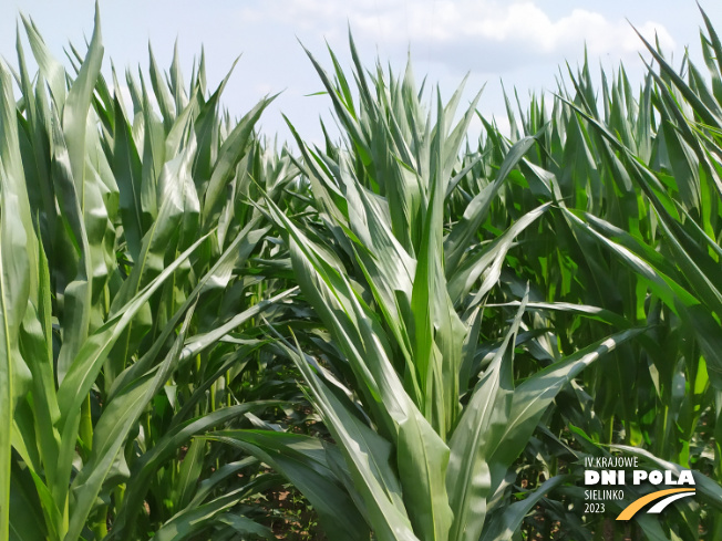 Zdjęcie 1. kukurydzy LID 2210C z LIDEA Seeds na polu demonstracyjnym w Sielinku 04.07.2023