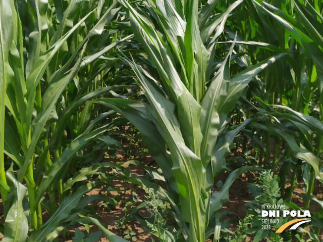 Zdjęcie 2. kukurydzy LID 2210C z LIDEA Seeds na polu demonstracyjnym w Sielinku 04.07.2023