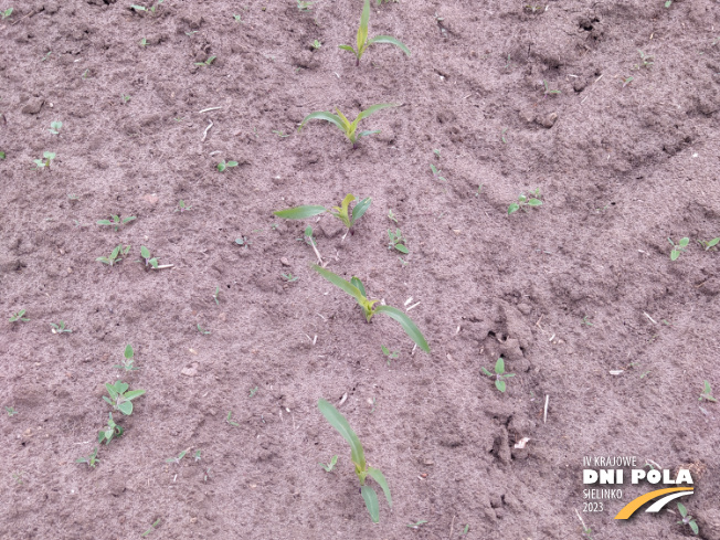 Zdjęcie 2. kukurydzy LID 2210C z LIDEA Seeds na polu demonstracyjnym w Sielinku 19.05.2023