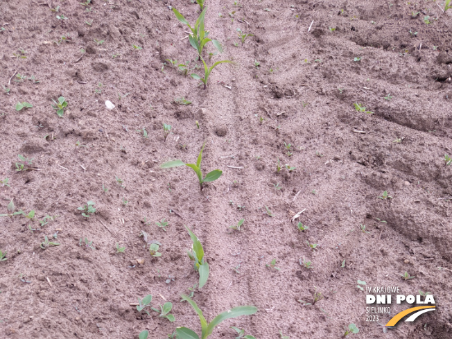 Zdjęcie 1. kukurydzy MAS 26.R z MAS Seeds na polu demonstracyjnym w Sielinku 19.05.2023