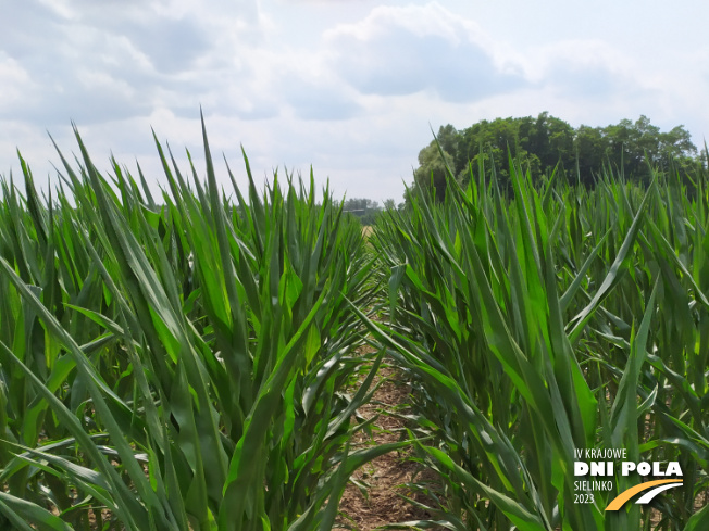 Zdjęcie 1. kukurydzy SYSTEM UPRAWY ROLI - STRIP-TILL z Uniwersytetu Przyrodniczego w Poznaniu na polu demonstracyjnym w Sielinku 04.07.2023