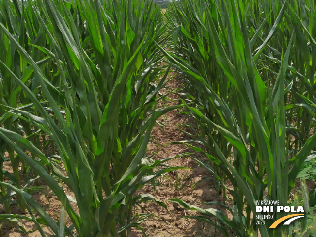 Zdjęcie 2. kukurydzy SYSTEM UPRAWY ROLI - STRIP-TILL z Uniwersytetu Przyrodniczego w Poznaniu na polu demonstracyjnym w Sielinku 04.07.2023