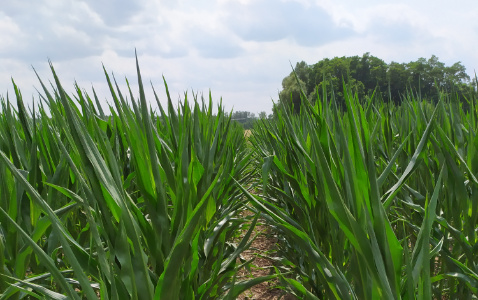 Zdjęcie kukurydzy SYSTEM UPRAWY ROLI - STRIP-TILL z Uniwersytetu Przyrodniczego w Poznaniu na polu demonstracyjnym w Sielinku 04.07.2023