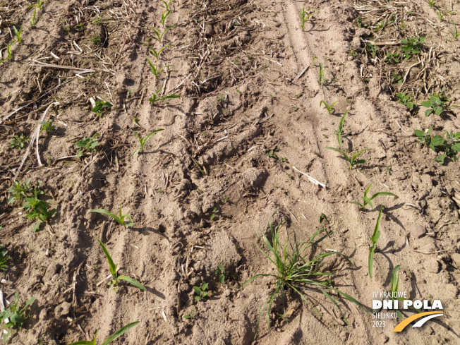 Zdjęcie 3. kukurydzy SYSTEM UPRAWY ROLI - strip-till z Uniwersytetu Przyrodniczego w Poznaniu na polu demonstracyjnym w Sielinku 22.05.2023