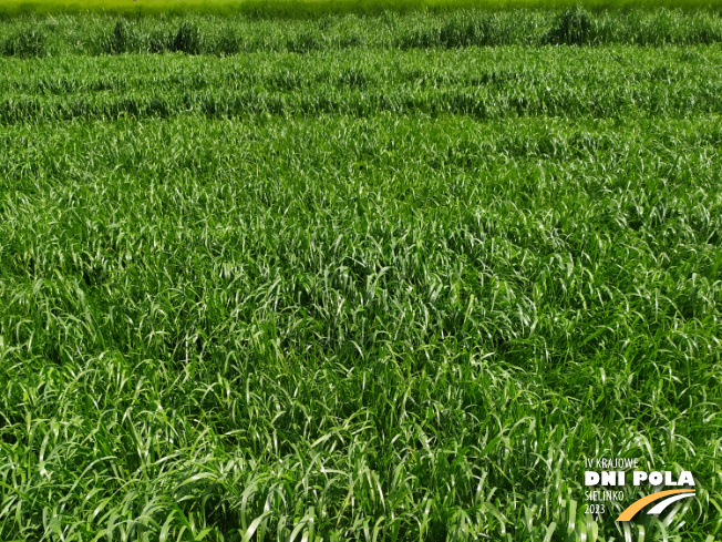 Zdjęcie 1. mieszanki poplonowej G1 z AGRONAS na polu demonstracyjnym w Sielinku 22.05.2023