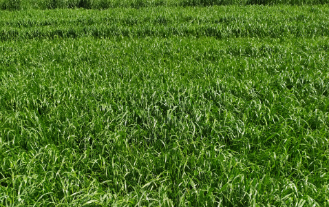 Zdjęcie mieszanki poplonowej G1 z AGRONAS na polu demonstracyjnym w Sielinku 22.05.2023