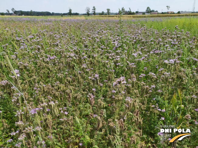 Zdjęcie 1. mieszanki poplonowej LIDCOVER FORBEE z LIDEA Seeds na polu demonstracyjnym w Sielinku 04.07.2023