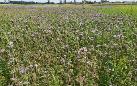 Zdjęcie mieszanki poplonowej LIDCOVER FORBEE z LIDEA Seeds na polu demonstracyjnym w Sielinku 04.07.2023