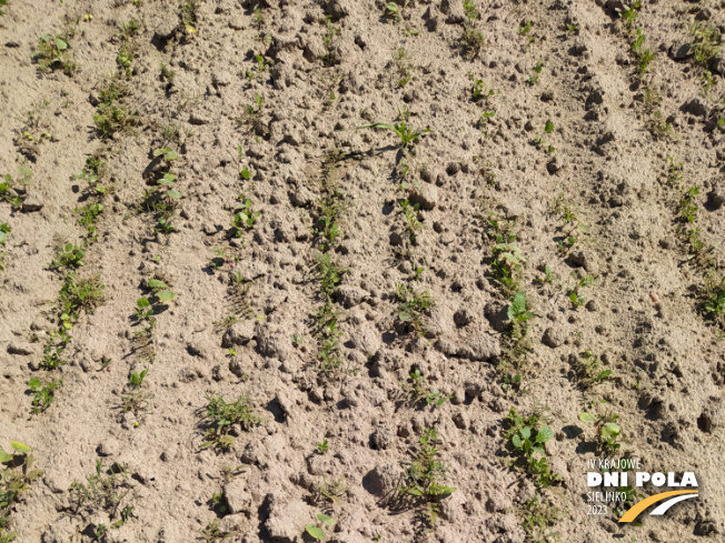 Zdjęcie 1. mieszanki poplonowej LIDCOVER FORBEE z LIDEA Seeds na polu demonstracyjnym w Sielinku 11.05.2023