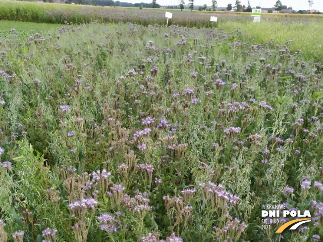 Zdjęcie 1. mieszanki poplonowej TOP VITA AZOT z Top Farms na polu demonstracyjnym w Sielinku 04.07.2023