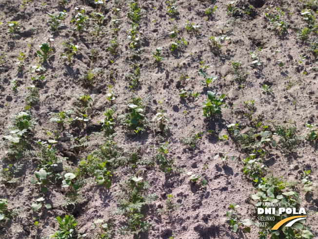 Zdjęcie 1. mieszanki poplonowej TOP VITA NATURA z Top Farms na polu demonstracyjnym w Sielinku 22.05.2023