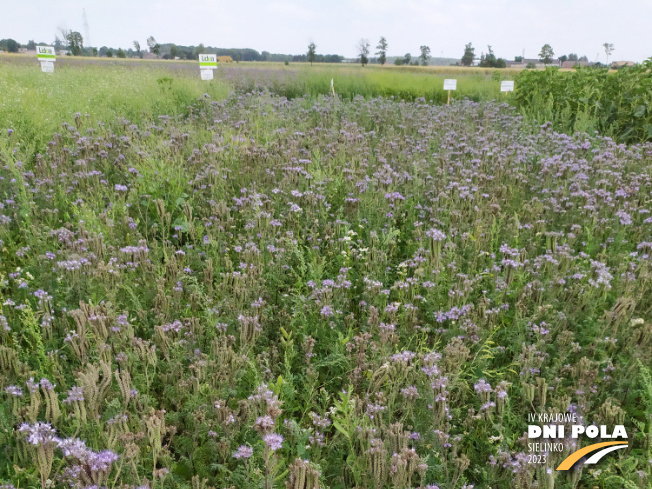 Zdjęcie 1. mieszanki poplonowej TOP VITA NATURA z Top Farms na polu demonstracyjnym w Sielinku 04.07.2023