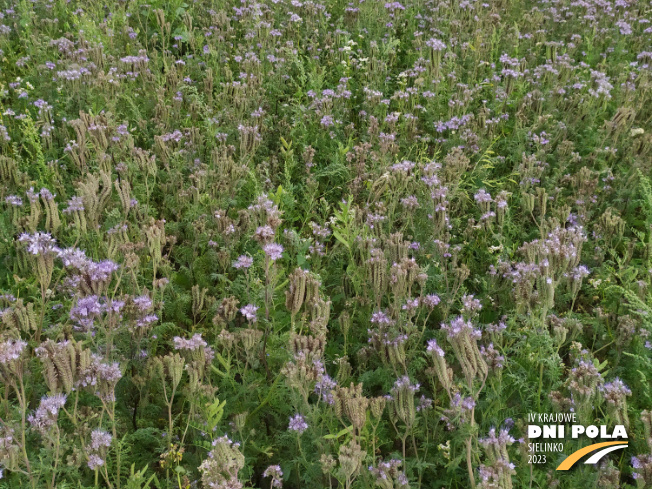 Zdjęcie 2. mieszanki poplonowej TOP VITA NATURA z Top Farms na polu demonstracyjnym w Sielinku 04.07.2023