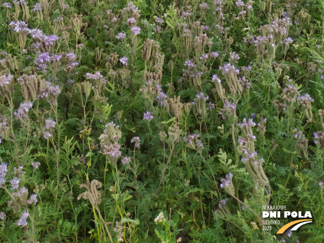 Zdjęcie 3. mieszanki poplonowej TOP VITA NATURA z Top Farms na polu demonstracyjnym w Sielinku 04.07.2023