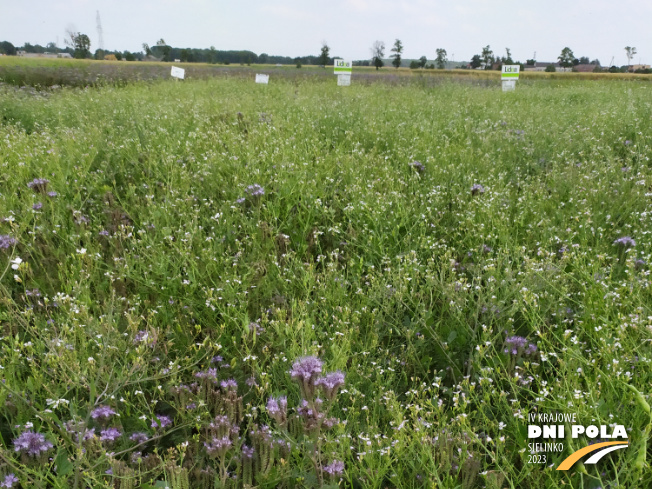 Zdjęcie 1. mieszanki poplonowej TOP VITA PLON z Top Farms na polu demonstracyjnym w Sielinku 04.07.2023