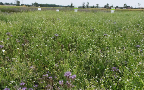 Zdjęcie mieszanki poplonowej TOP VITA PLON z Top Farms na polu demonstracyjnym w Sielinku 04.07.2023